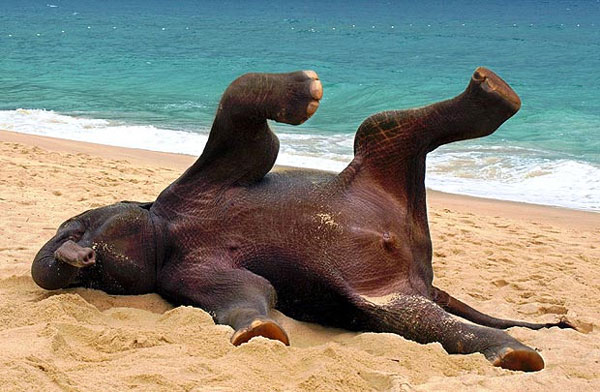 elephant beach
